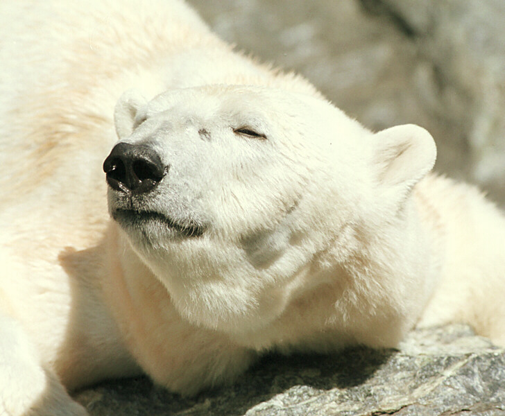 Die schönste Gumminase in der Wilhelma