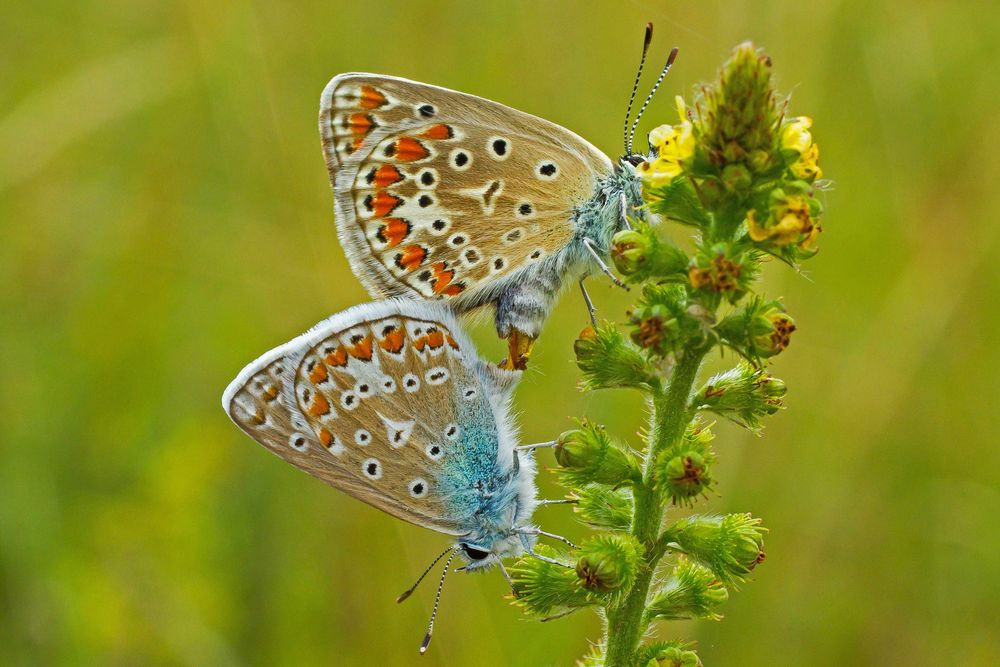 die schönste Hauptsache der Welt..... Foto & Bild | tiere, wildlife