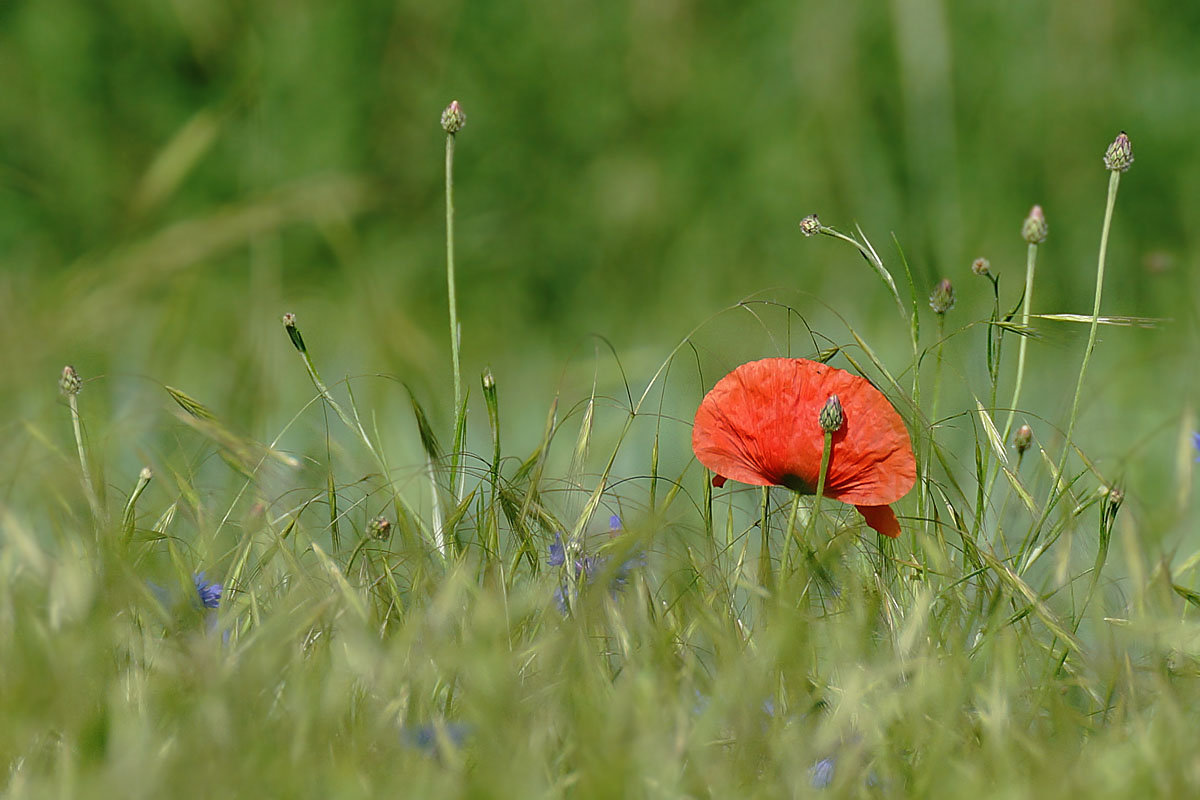 Die Schönste im Feld