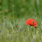 Die Schönste im Feld