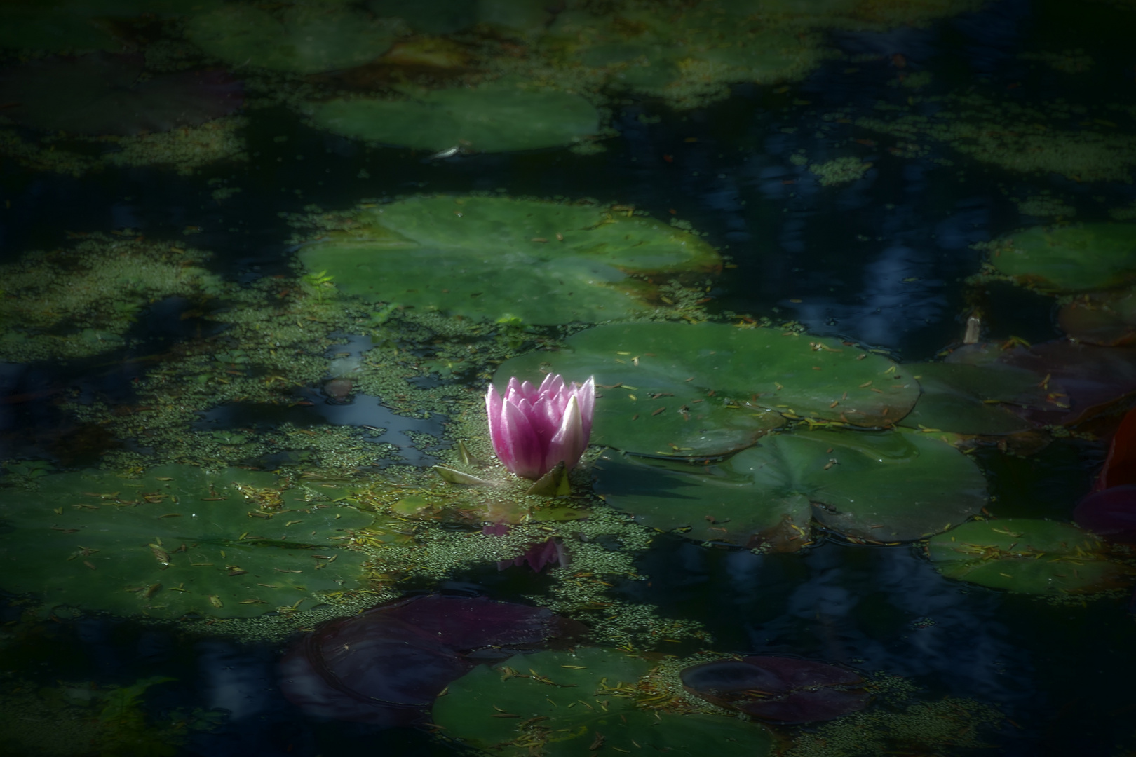 Die Schönste im Teich