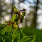 die schönste im Wald