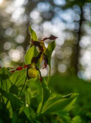 die schönste im Wald