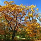 die schoenste Jahreszeit - der Herbst !