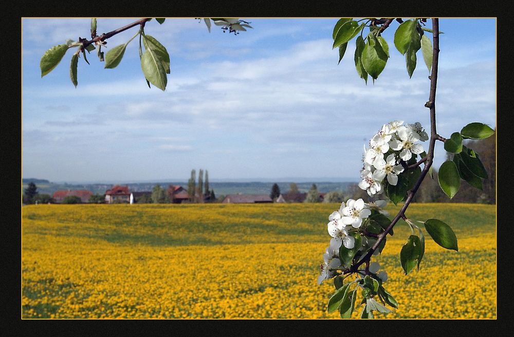 die schönste Jahreszeit in Moschtindien