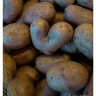 ...die schönste Kartoffel der Welt...
