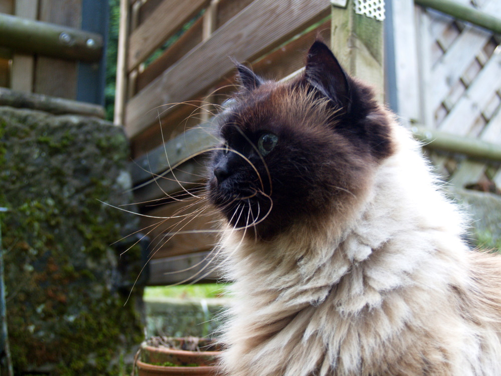 Die schönste Katze der Welt Foto & Bild tiere, haustiere, katzen Bilder auf