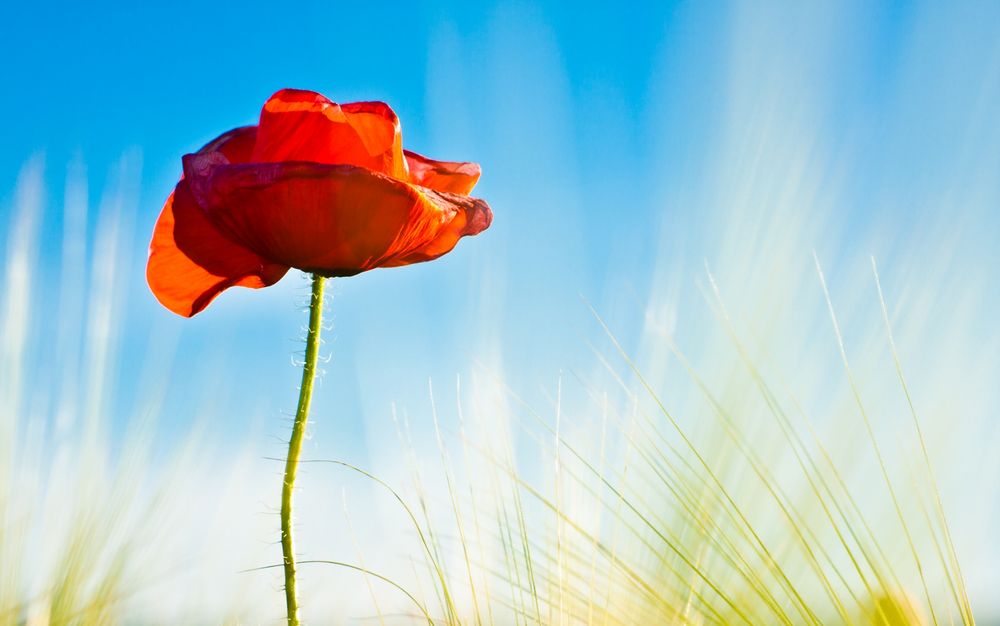 Die schönste Mohnblume im Kornfeld