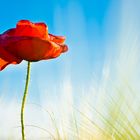 Die schönste Mohnblume im Kornfeld