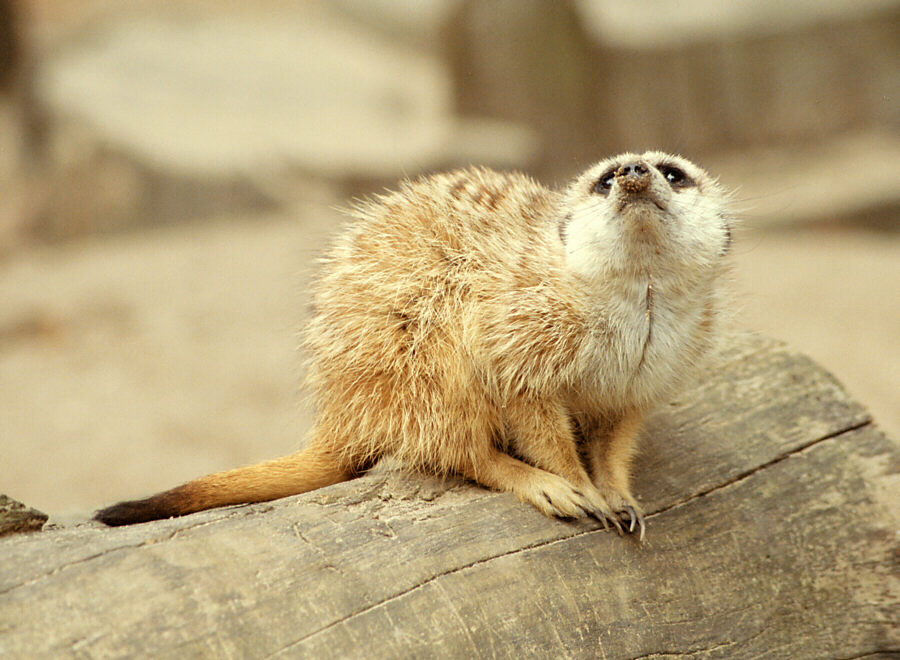 Die schönste Nase im Schweriner Zoo