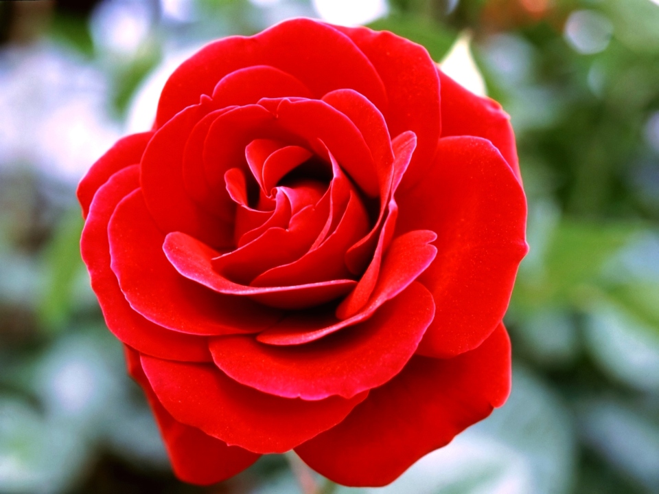 Die schönste Rose Foto & Bild pflanzen, pilze & flechten, blüten