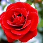Die schönste Rose