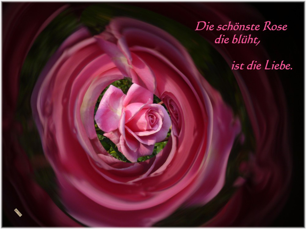 Die schönste Rose