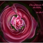 Die schönste Rose