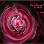 Die schönste Rose