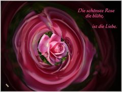 Die schönste Rose