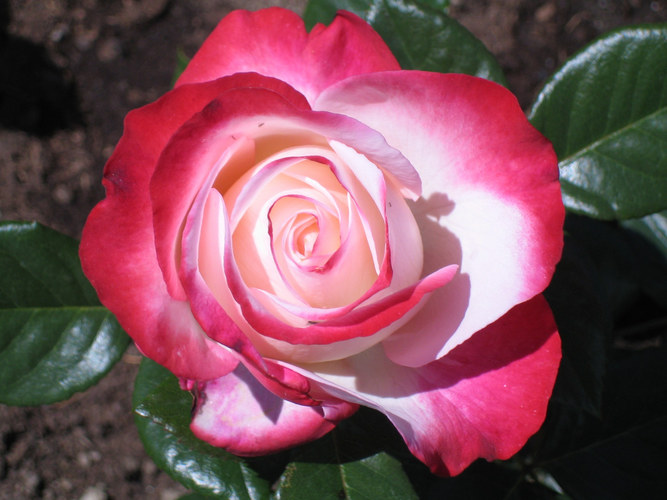 Die schönste Rose der Welt Foto & Bild pflanzen, pilze & flechten