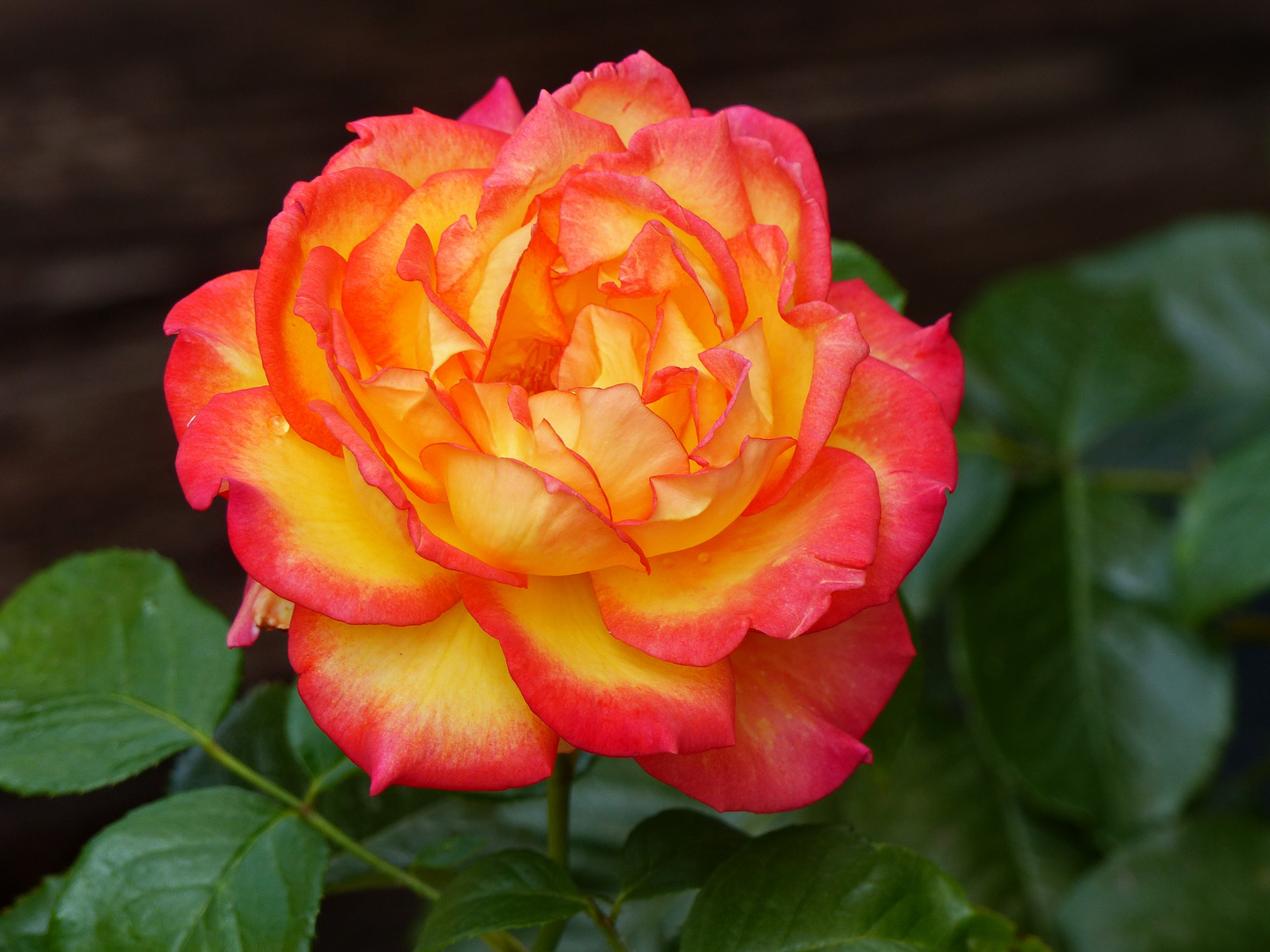 Die schönste Rose die im Moment im Garten blüht für Euch Foto & Bild