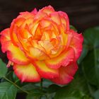 Die schönste Rose die im Moment im Garten blüht für Euch 