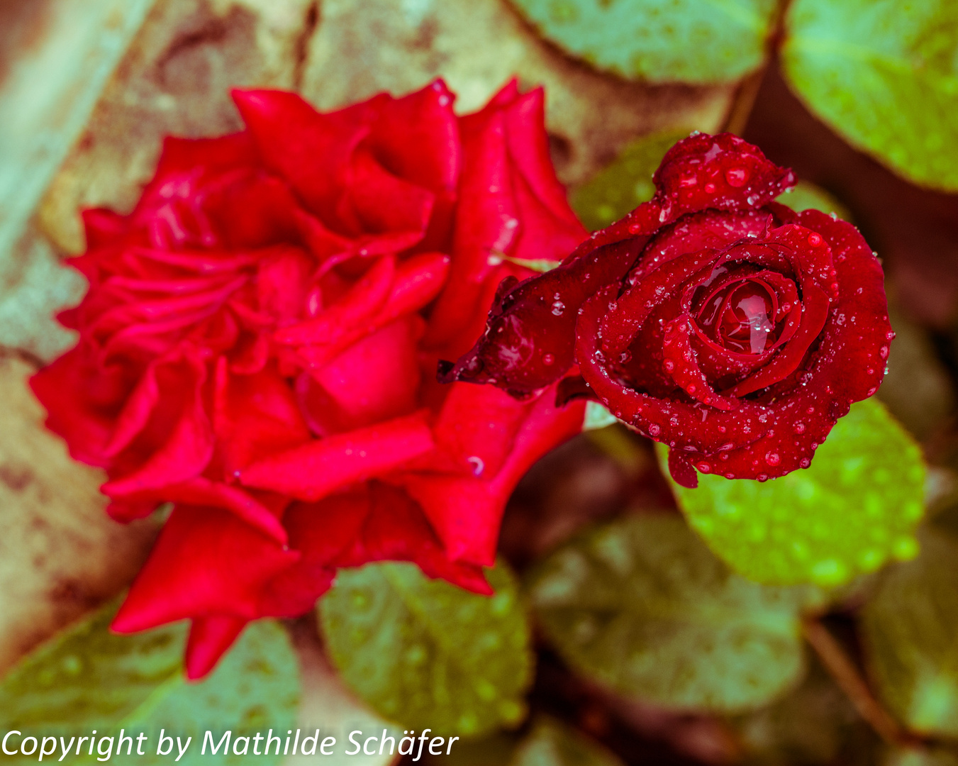 Die schönste Rose in Eden