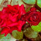 Die schönste Rose in Eden