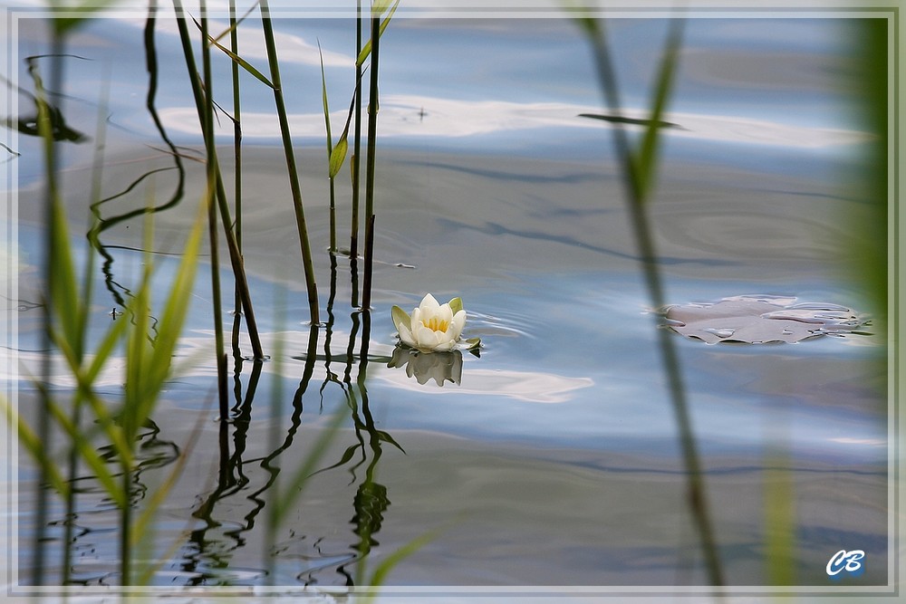 Die schönste Rose vom Ilmensee