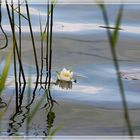 Die schönste Rose vom Ilmensee