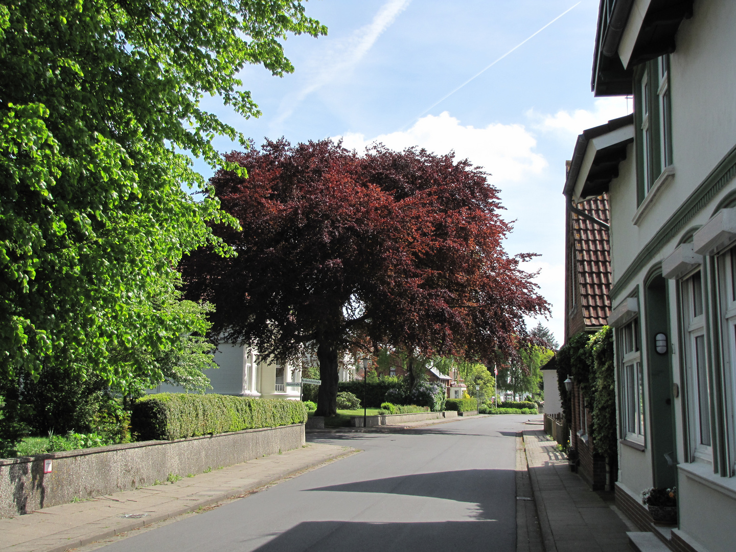 Die schönste Rotbuche in Lunden 