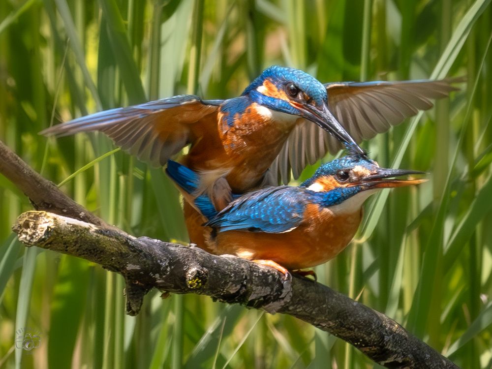 die schönste Sache der Welt Foto & Bild tiere, wildlife, wild lebende