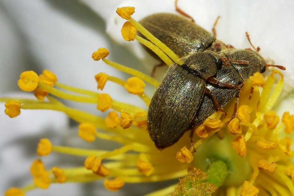 die schönste Sache der Welt Foto & Bild tiere, wildlife, insekten