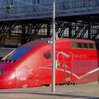 Die schönste Schnauze im Kölner Hbf