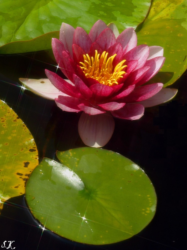 Die schönste Seerose :)