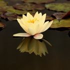 Die schönste Seerose von Warnemünde