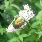 Die schönste Seite des Rosenkäfers