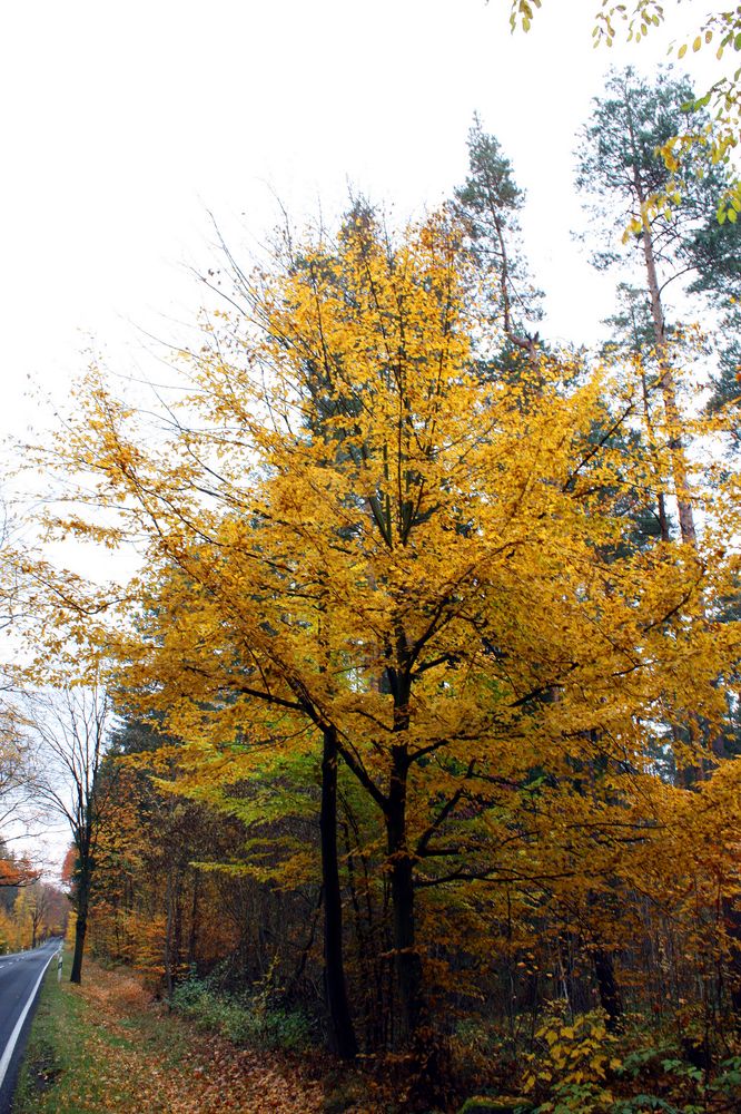 die schönste und farbenprächtigste Zeit des Jahres - HERBST