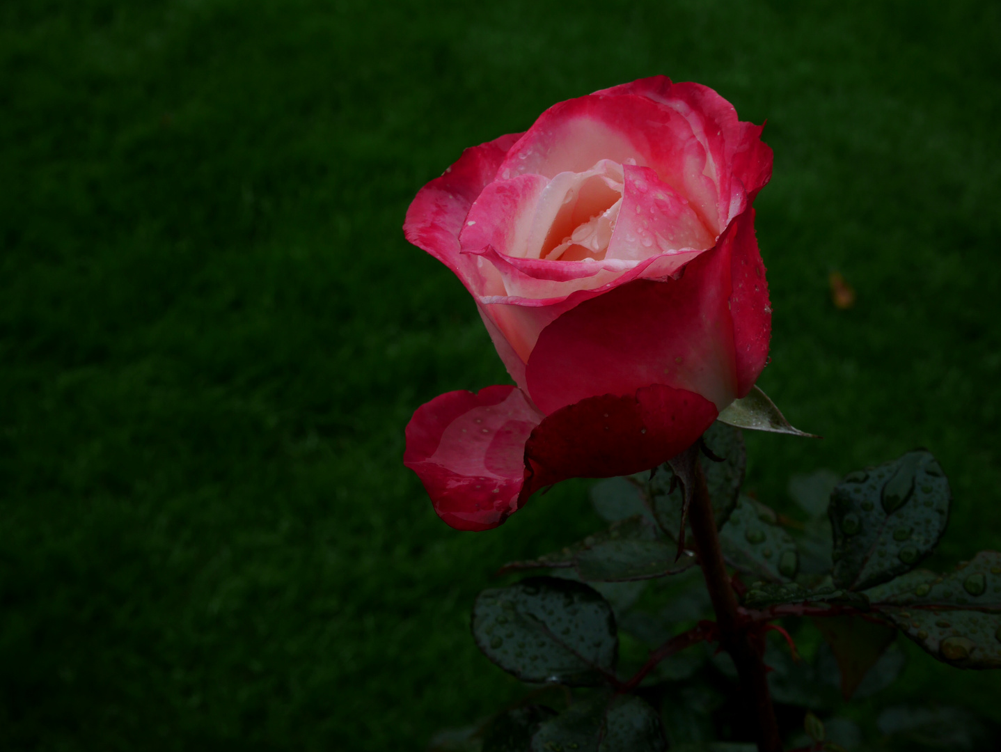 Die Schönste unter den Blumen 