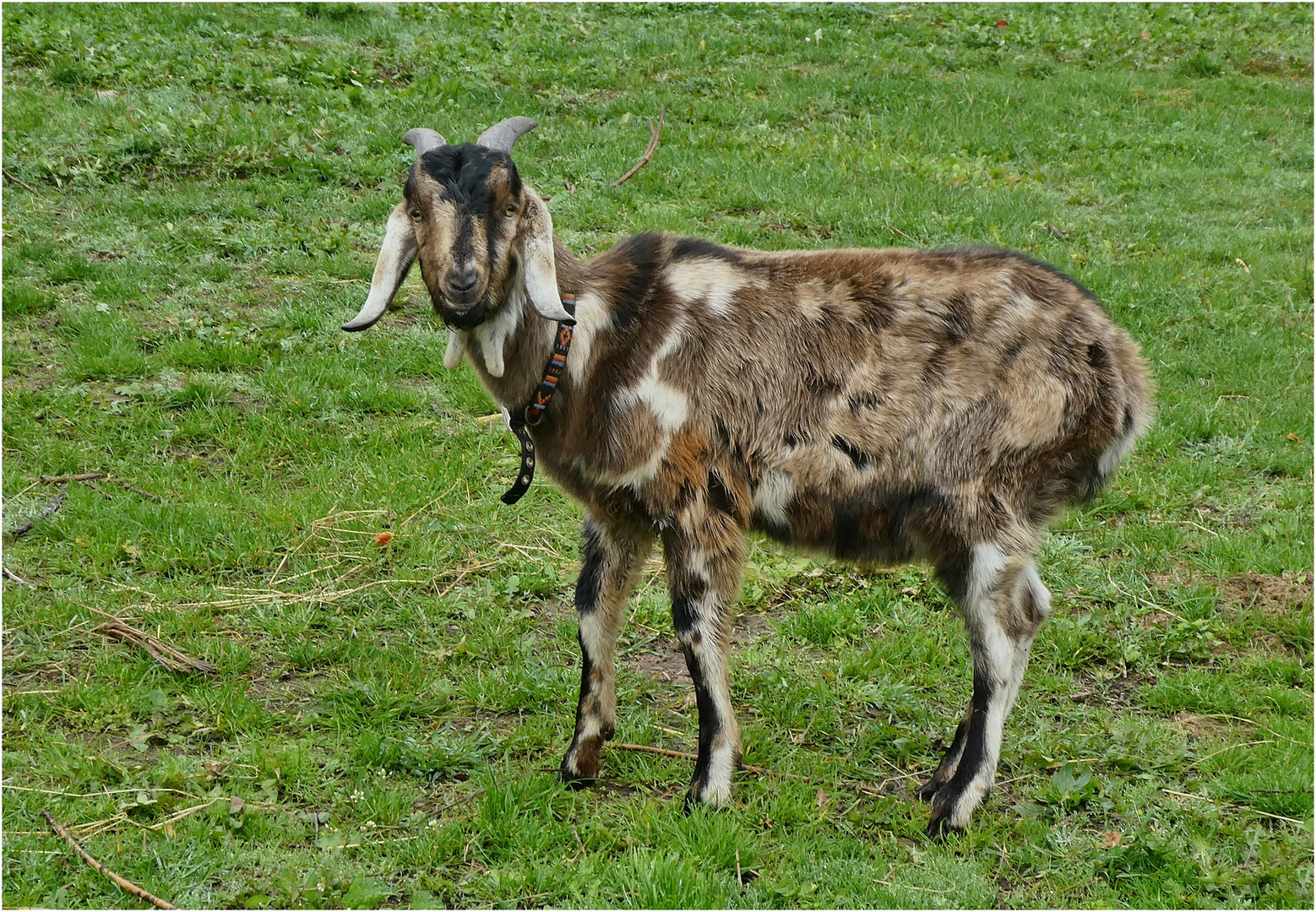 Die schönste Ziege im Dorf :-)