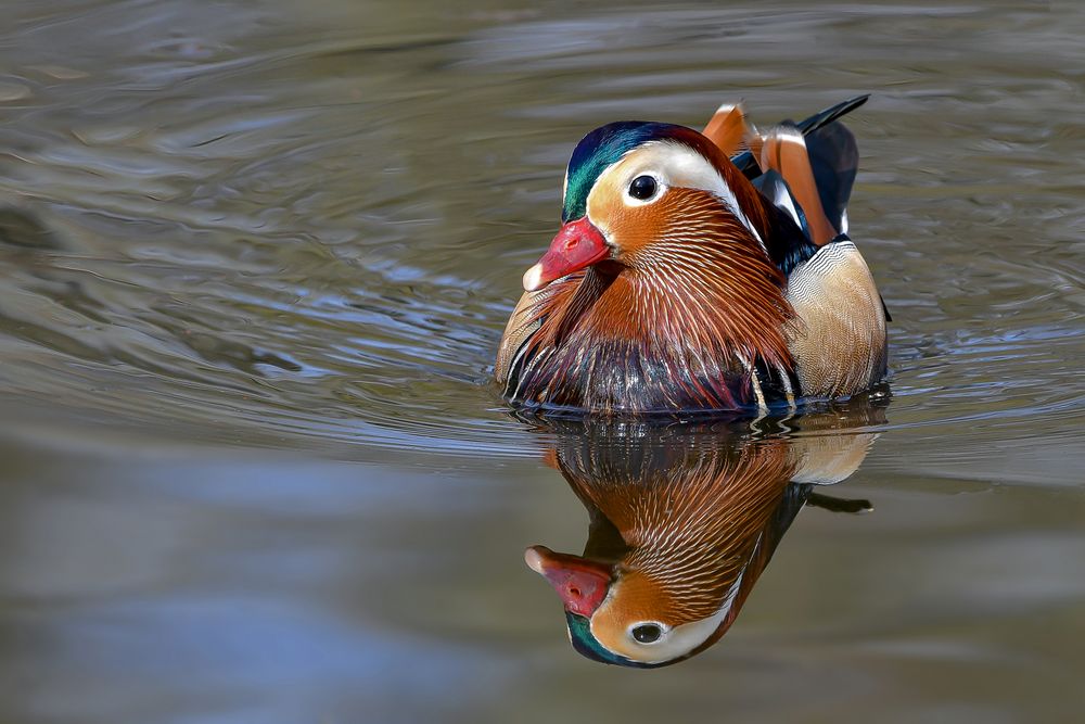 Die Schönsten am See