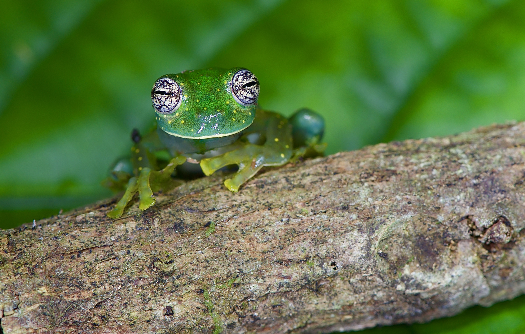 Die schönsten Augen des Regenwaldes