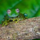 Die schönsten Augen des Regenwaldes