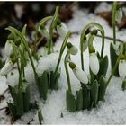 Die schönsten Blumen...