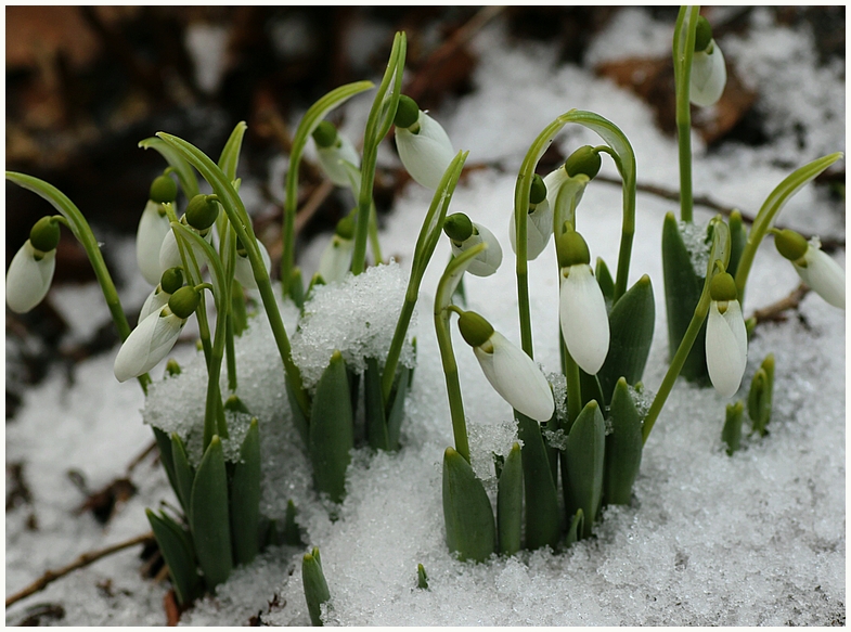 Die schönsten Blumen...