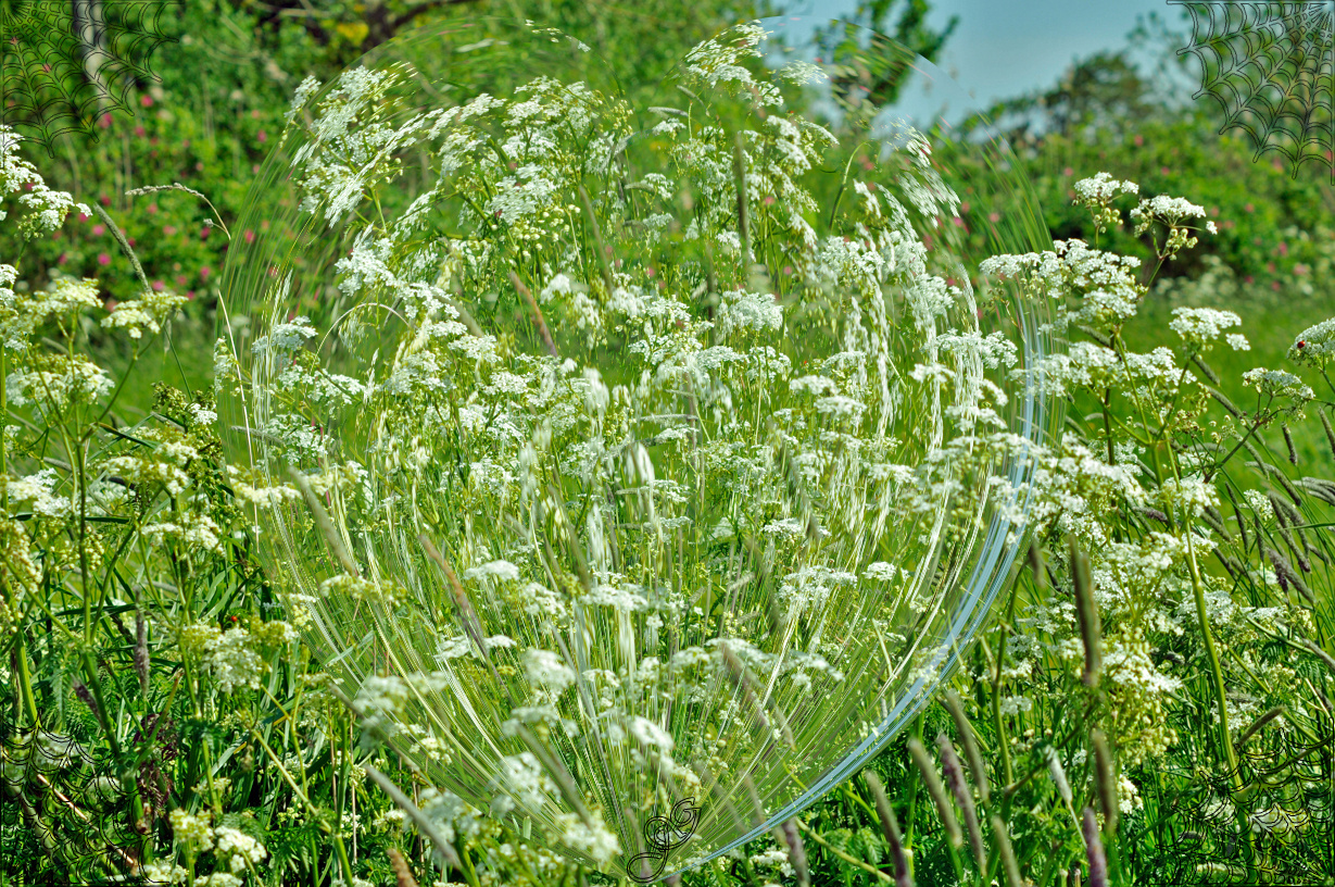 Die schönsten Blumen blühen oft im Verborgenen.