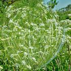 Die schönsten Blumen blühen oft im Verborgenen.