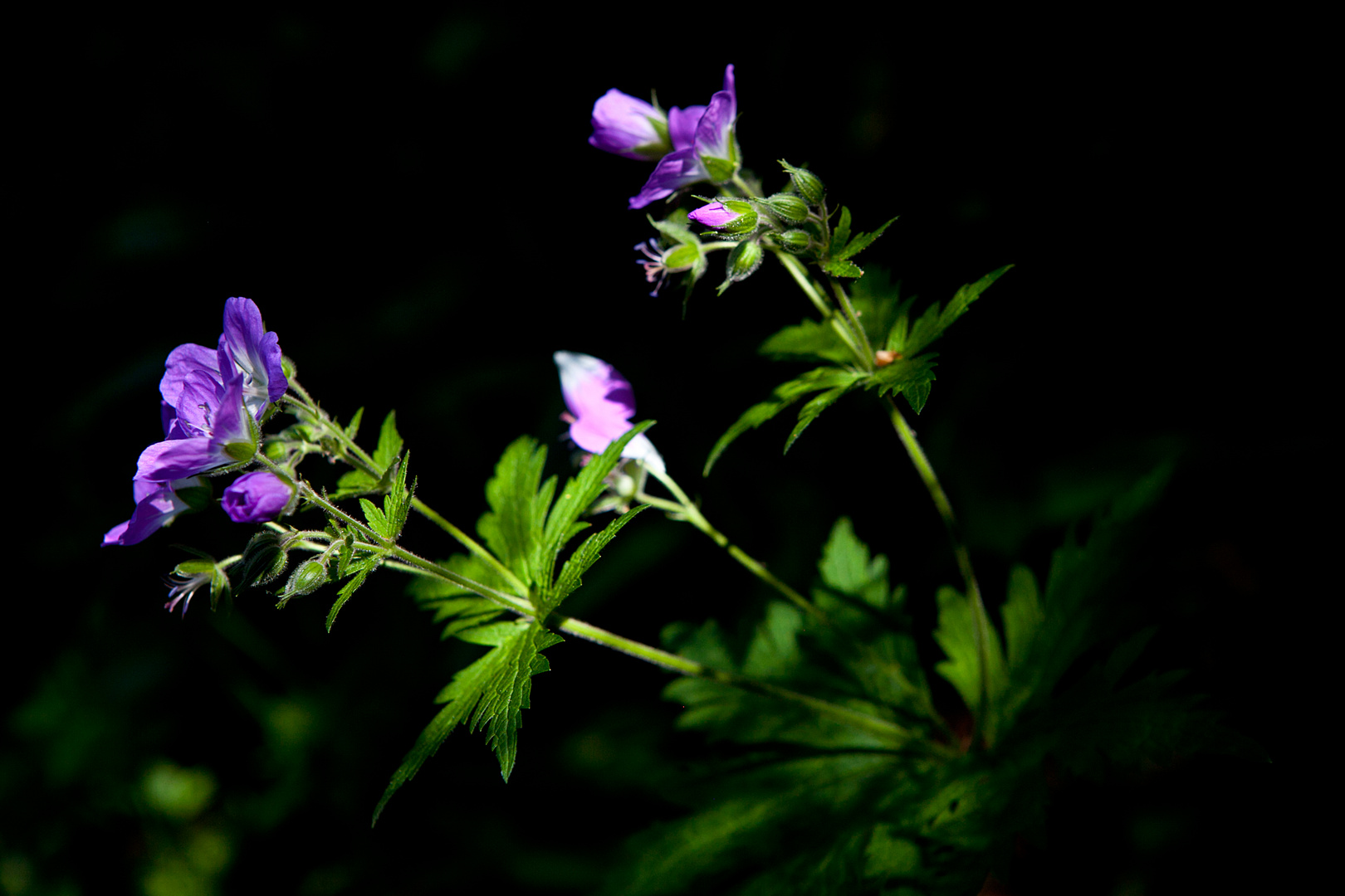 Die schönsten Blumen blühen oft im Verborgenen