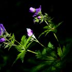 Die schönsten Blumen blühen oft im Verborgenen