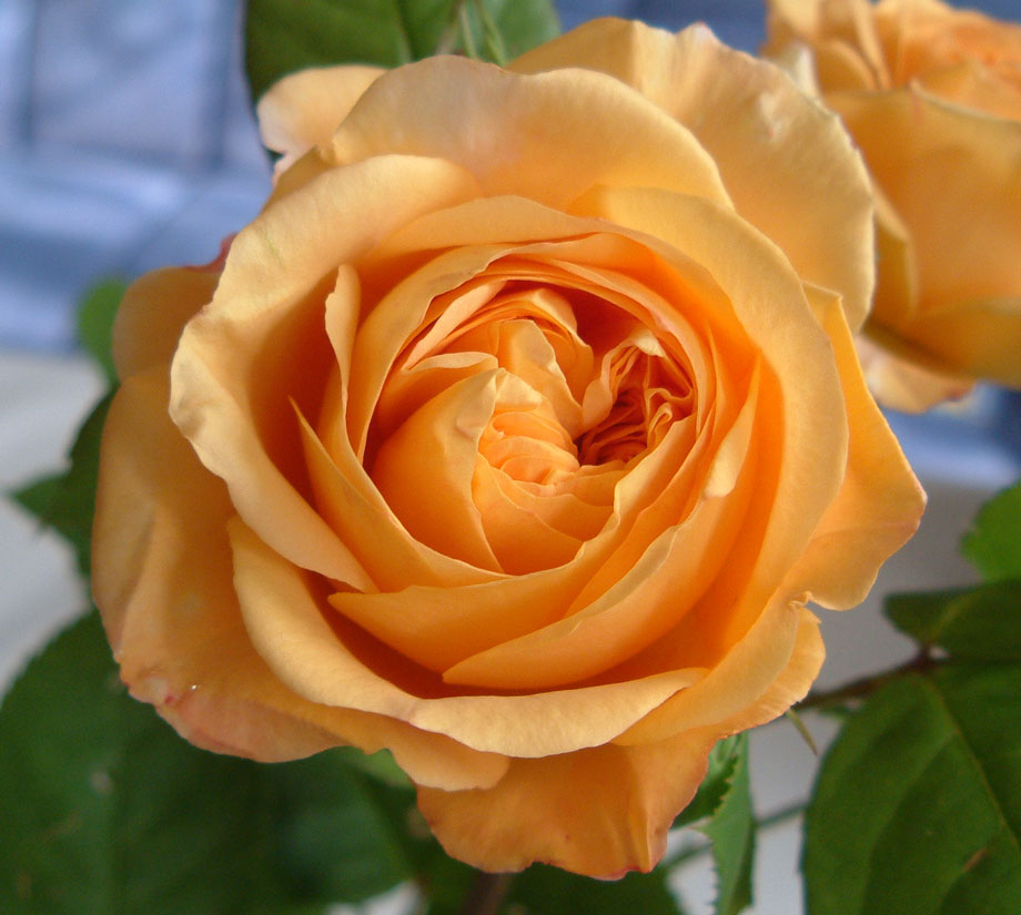 Die sch nsten Blumen der Welt Foto Bild pflanzen Die sch nsten Blumen der Welt Foto Bild pflanzen
