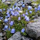 die schönsten Blumen in der ENG