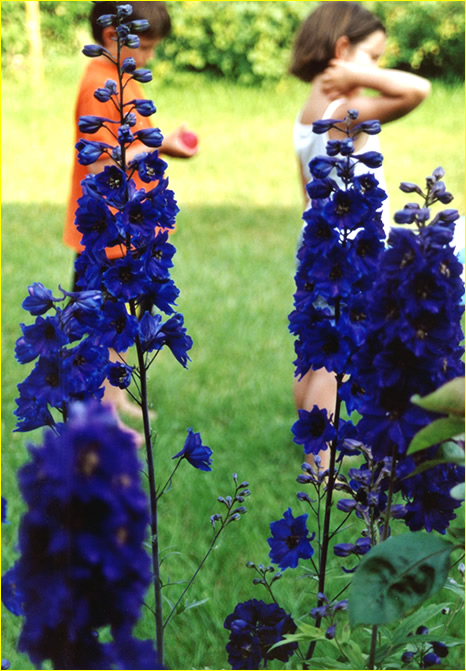 Die schönsten Blumen in unserem Garten von Larissa Neumann