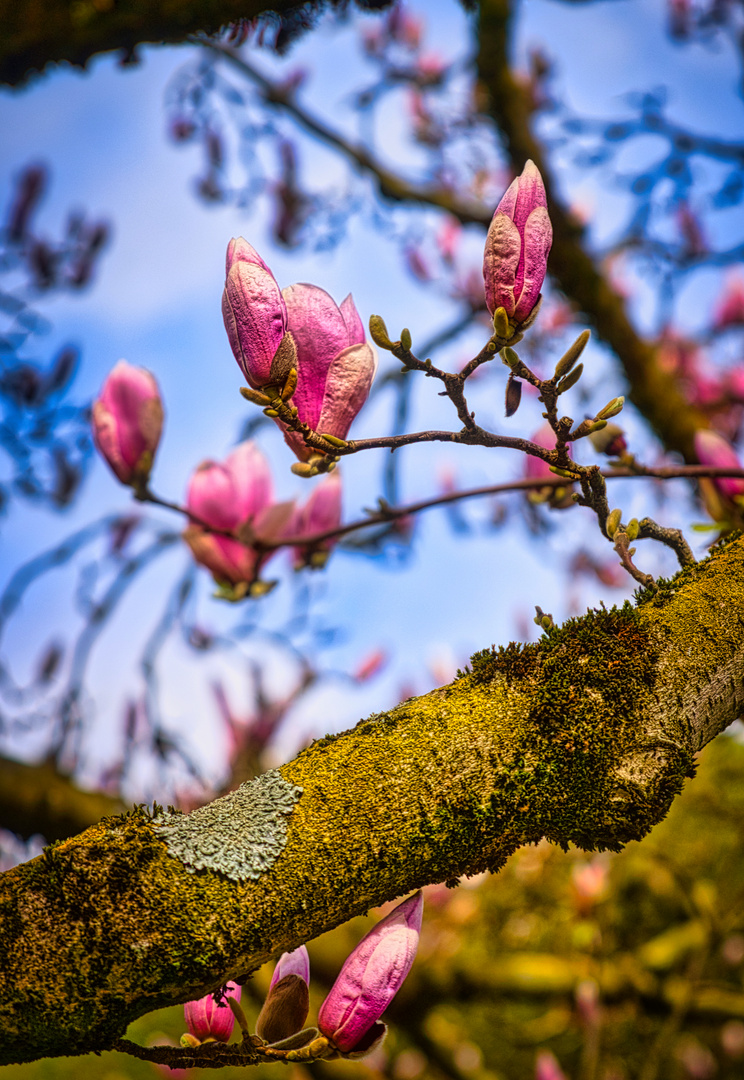 Die schönsten Blumen - Magnolien